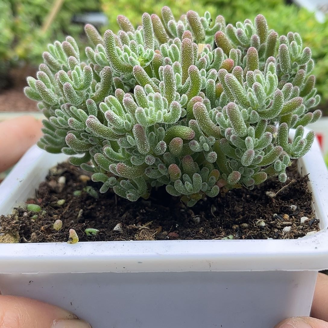 32冰晶优选枝干番杏