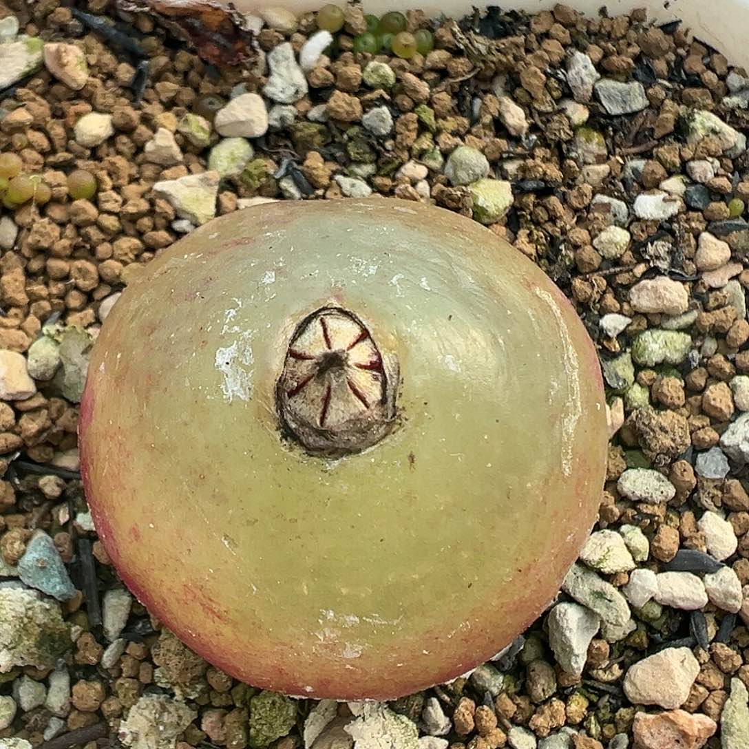 479灯泡带盆土发货