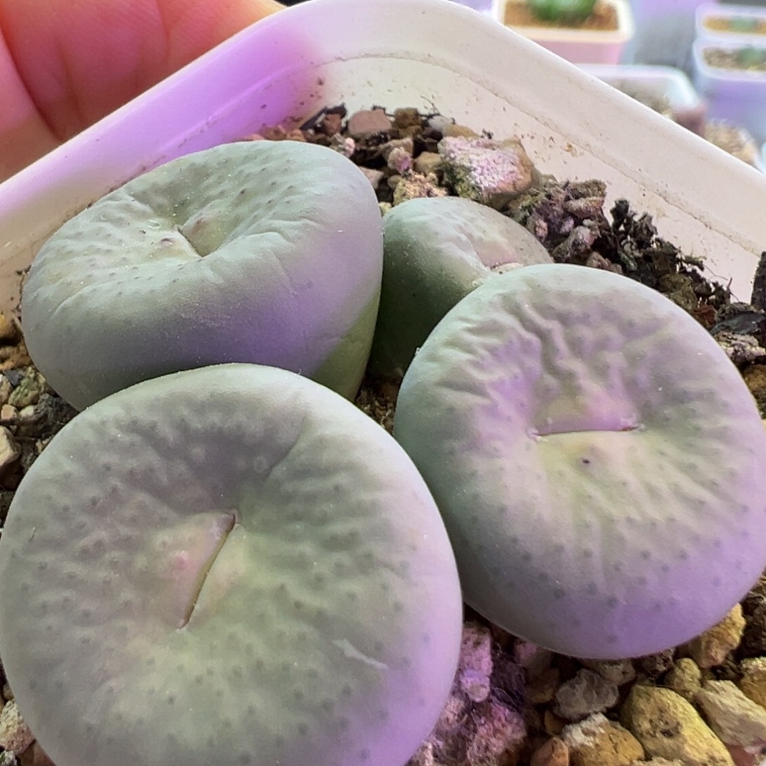 大型奶油嘴 肉锥植物