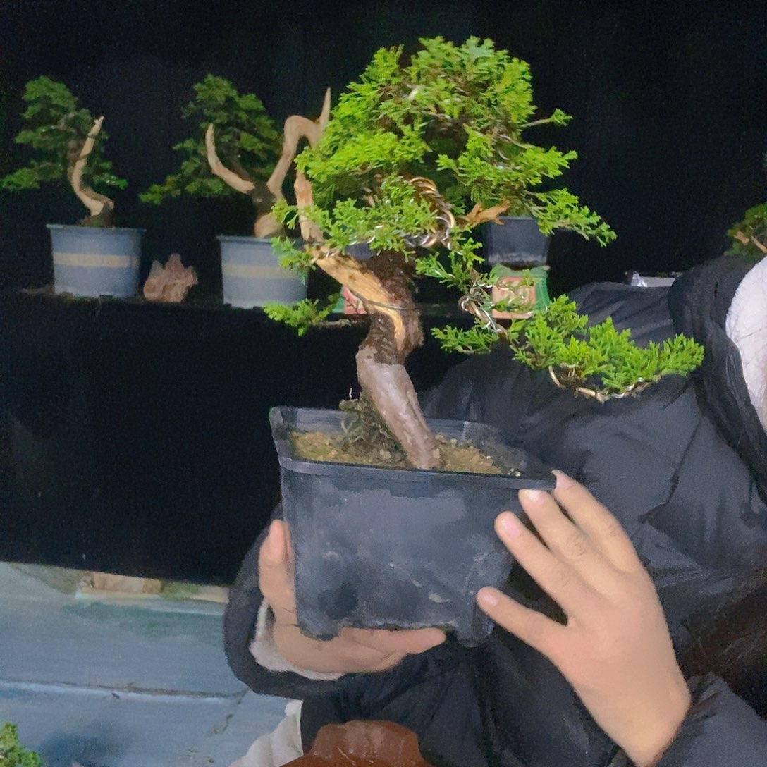 无花朵真柏盆景造型