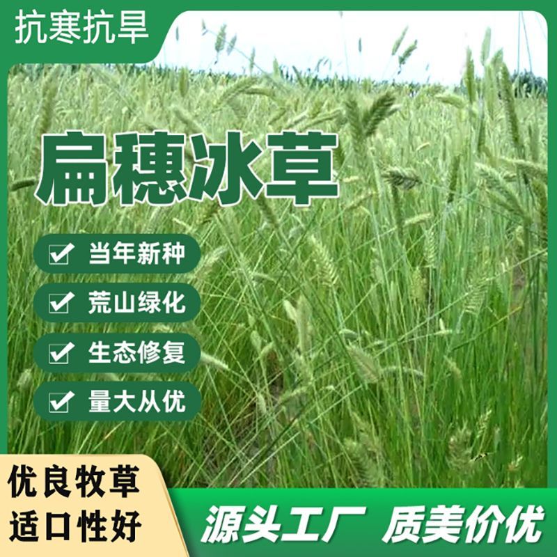 冰草种子别名野麦子扁穗冰草羽状小麦草暖季型草坪种子马牛羊牧草