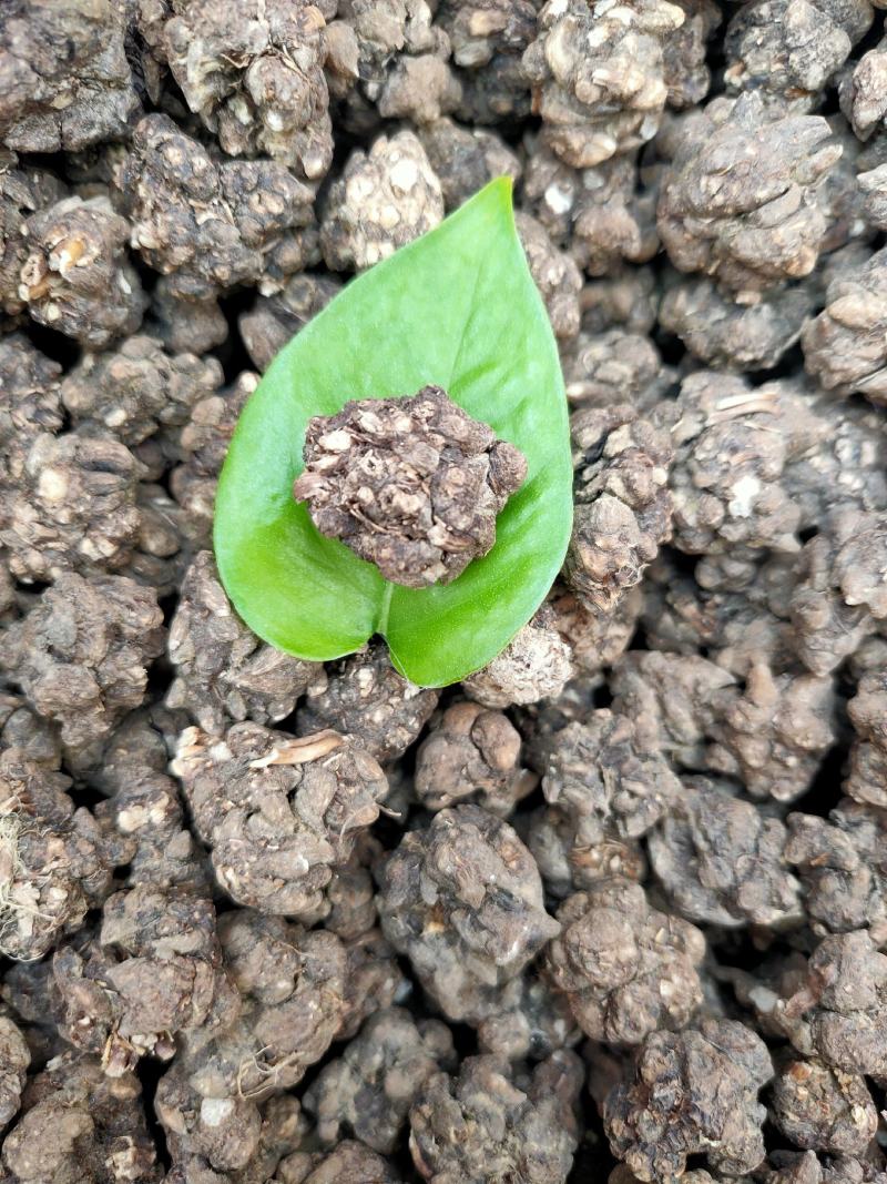 云南土特产～[猫～爪～草]非香菇