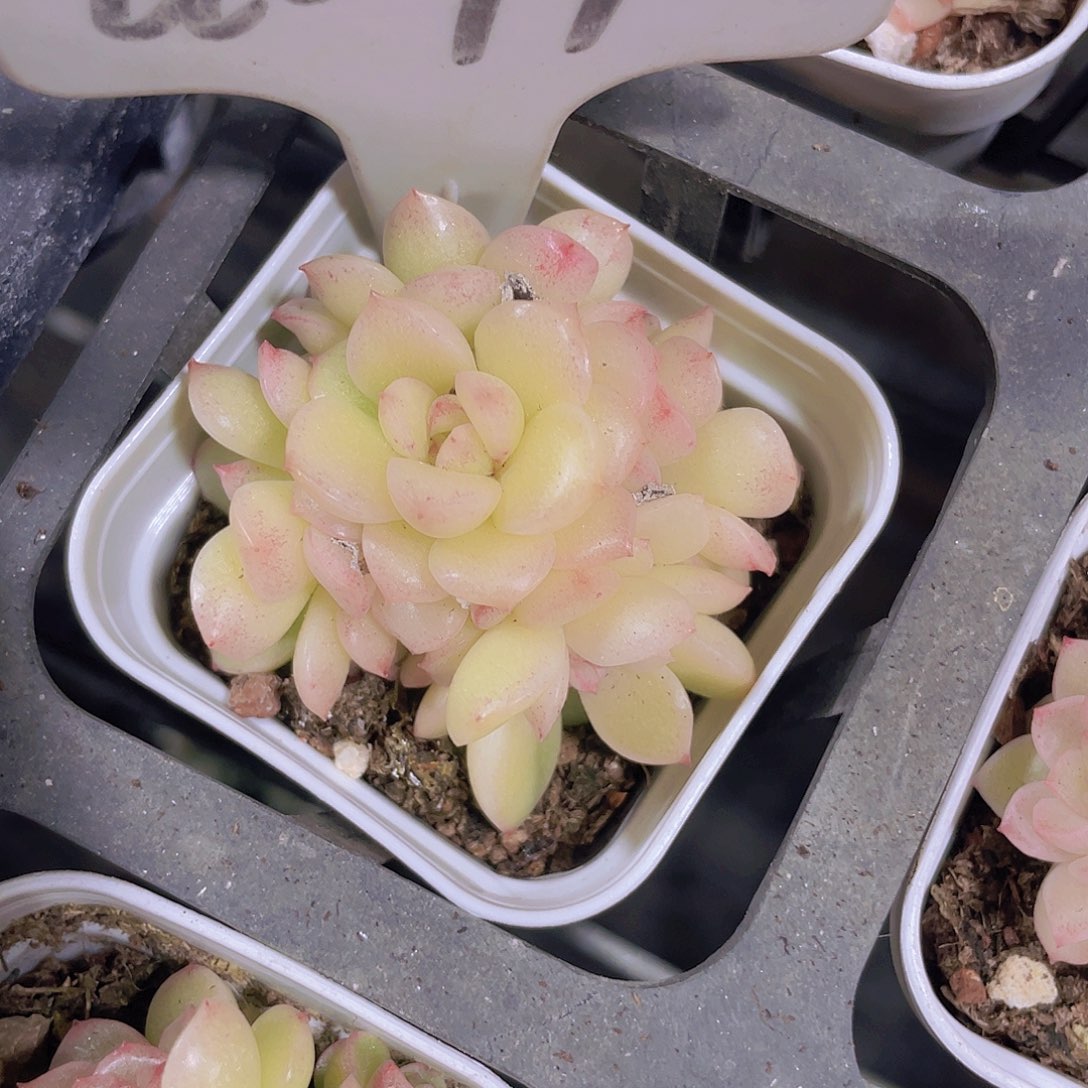 珍珠麦秆a097一物一拍