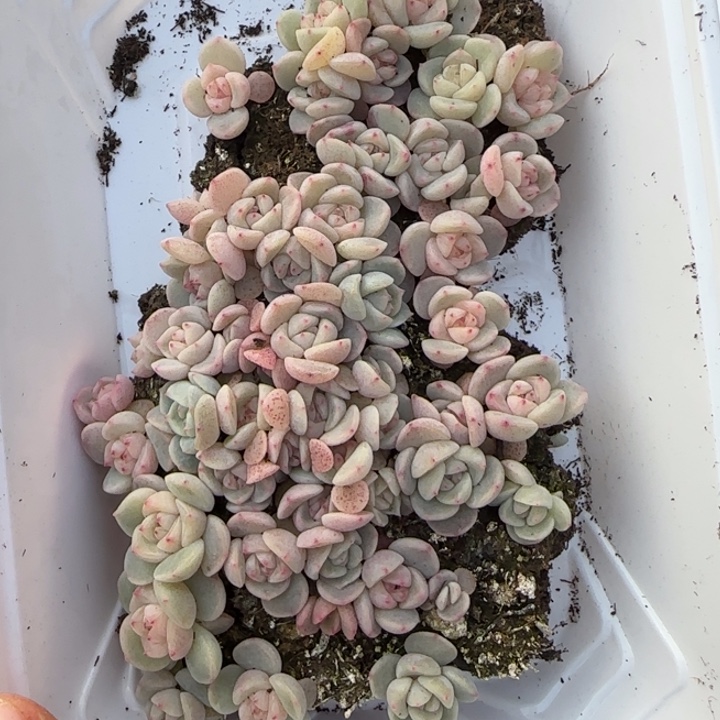 52白体王者系列多肉一盒