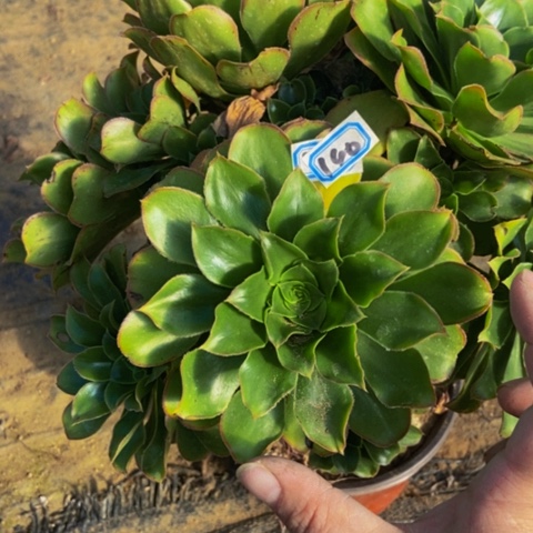 大爷落地后丛林多肉植物140多肉