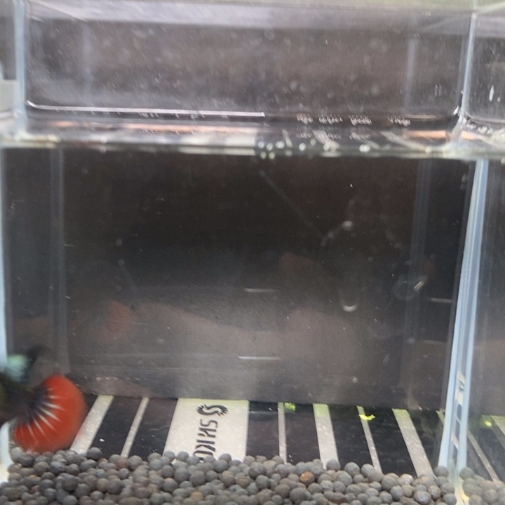 斗鱼泰国斗鱼294号