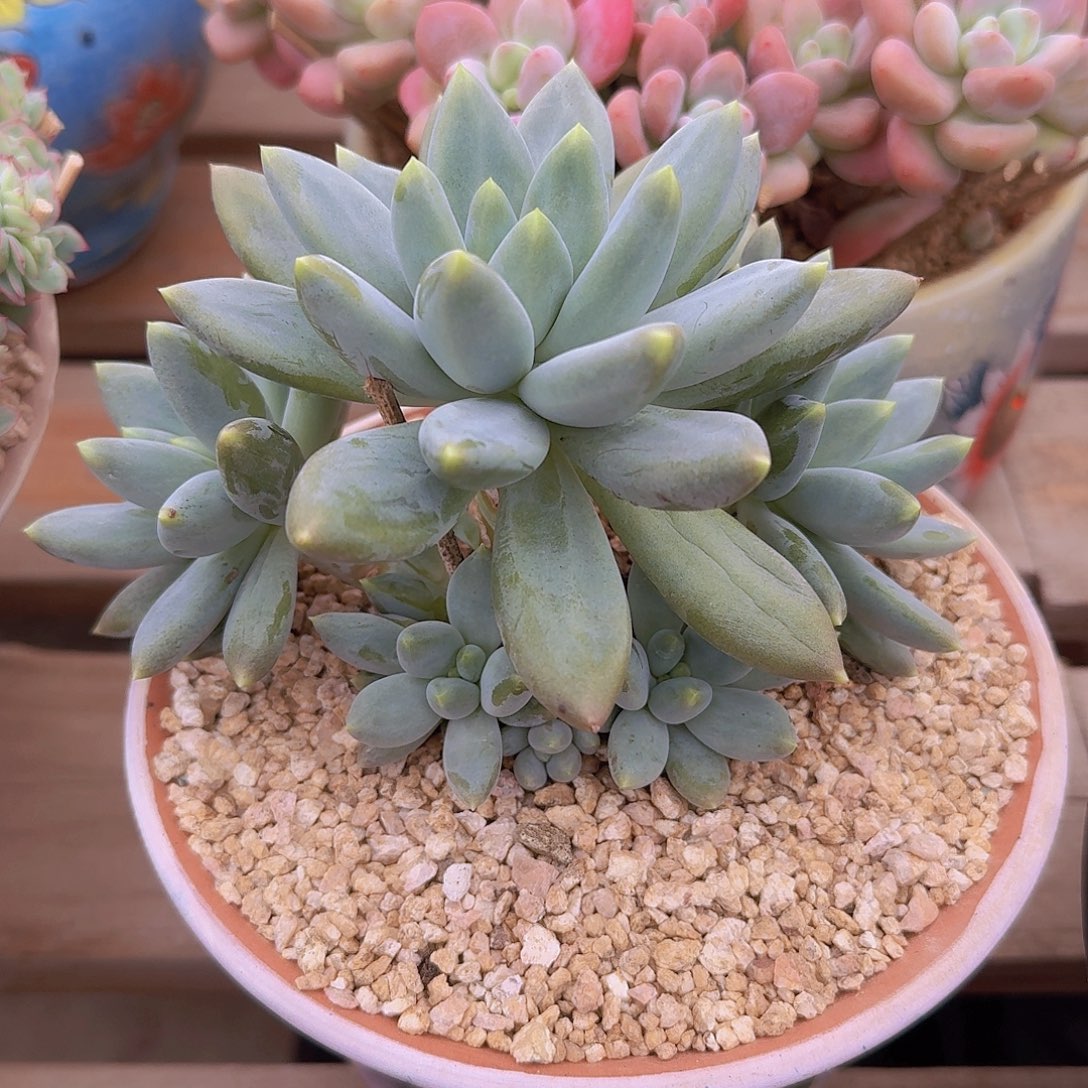 哥特萝莉多肉一物一拍