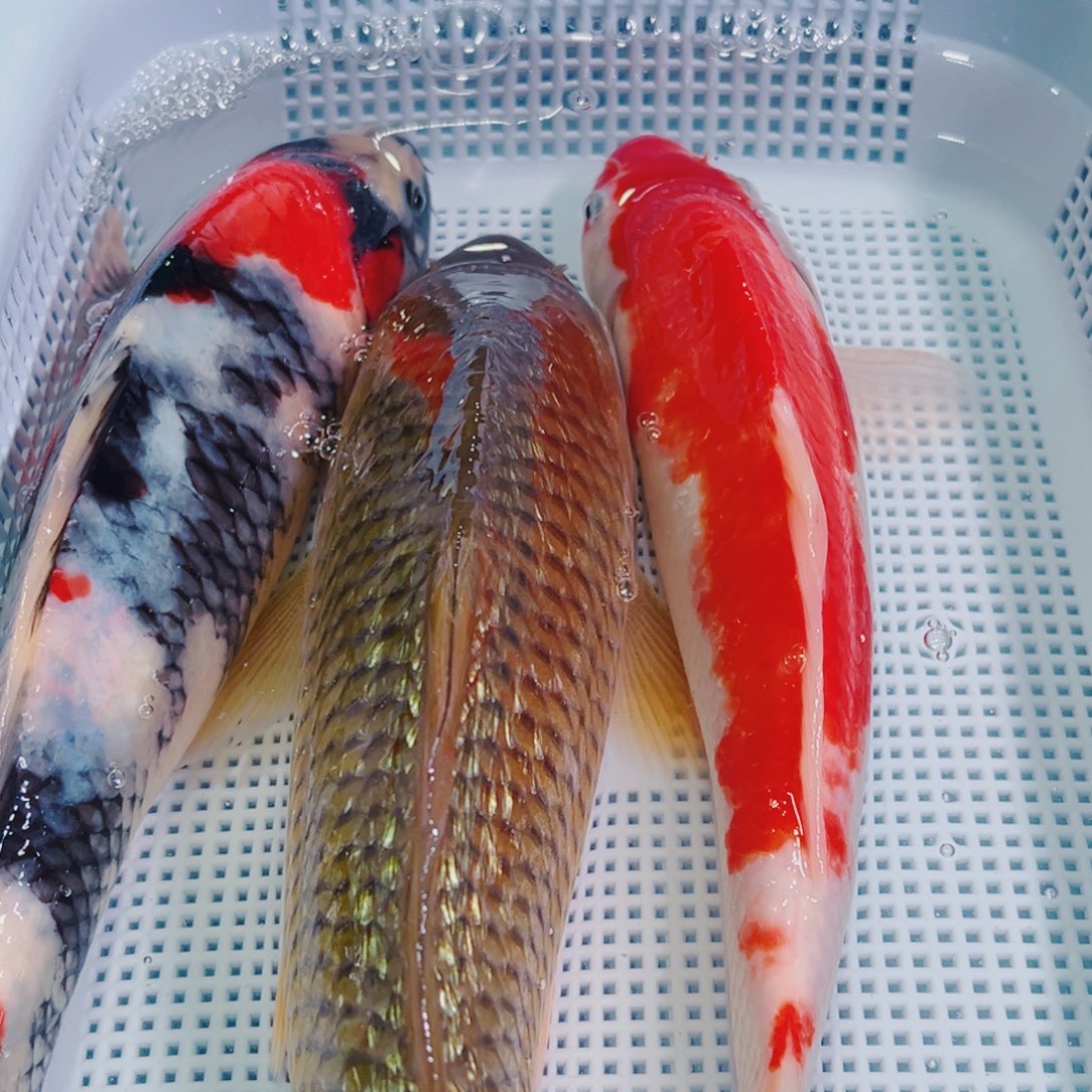 锦鲤锦鲤冷水鱼观赏152