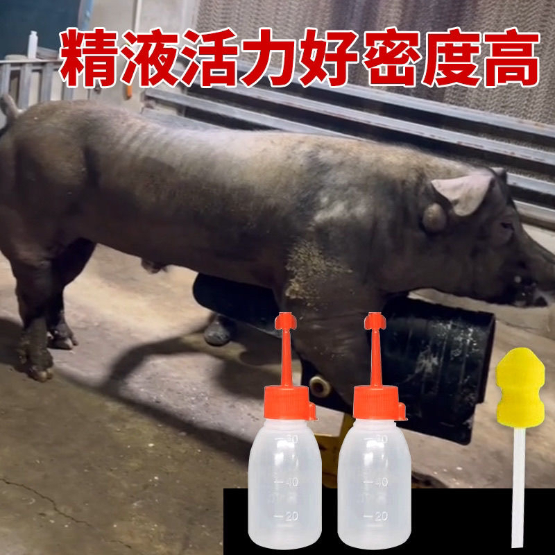 纯种国寿黑猪精一只包邮国寿黑一只