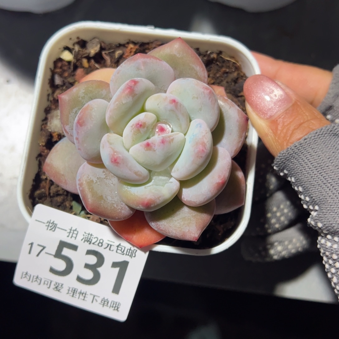 香橙多肉多肉多肉多