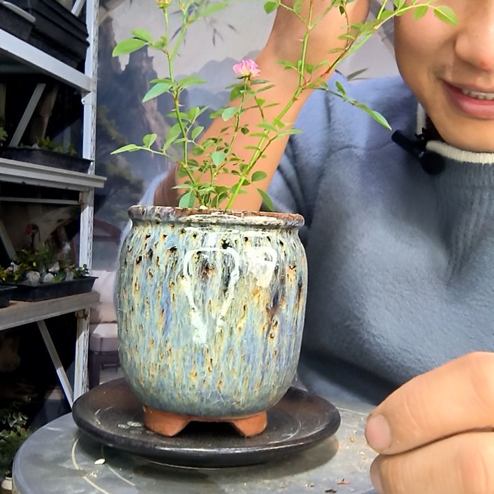 林***）中青园艺一物一拍花401