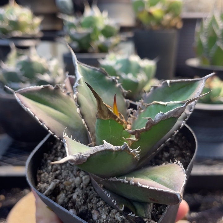 【闪购商品】绿幽。   