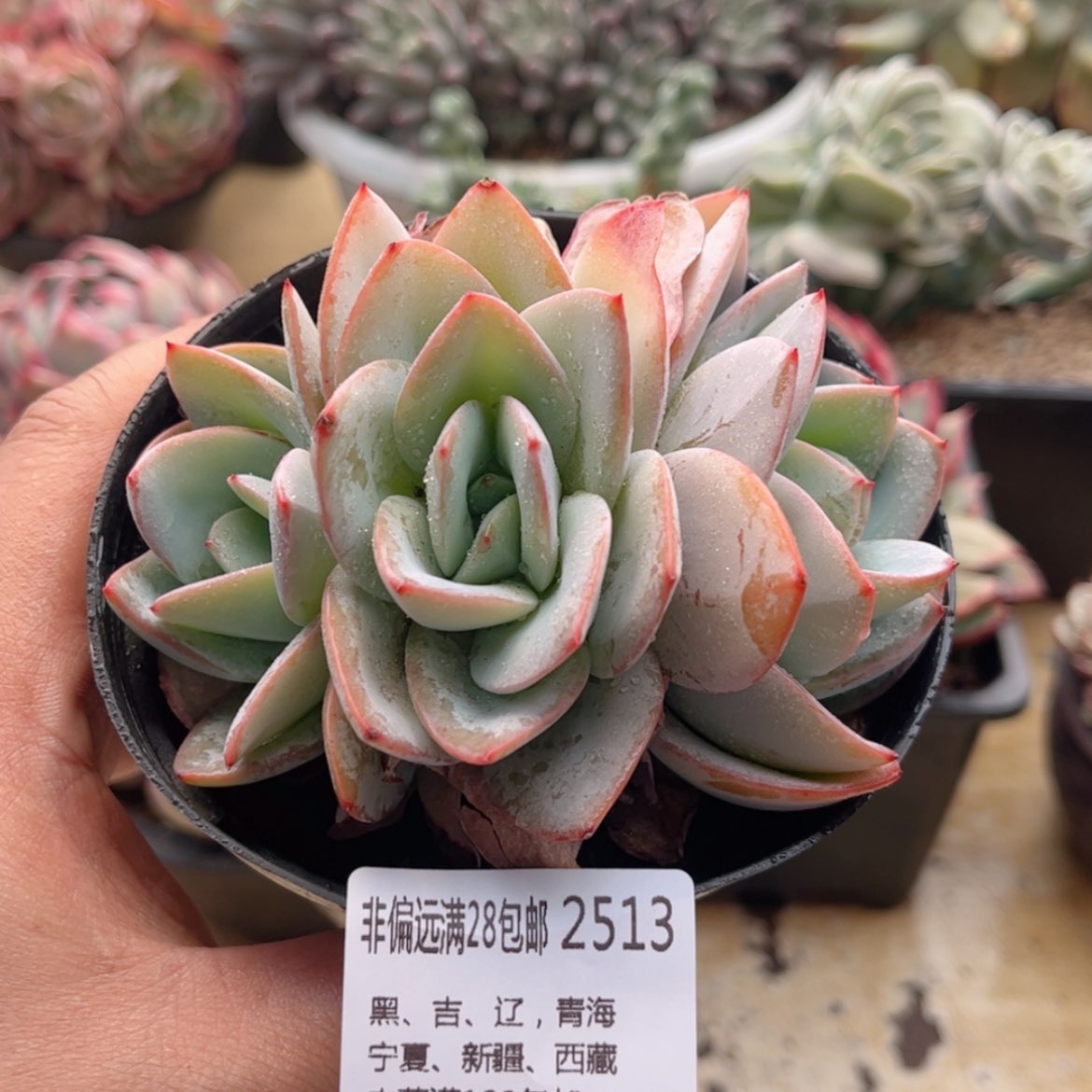 【闪购商品】2513布鲁蓝