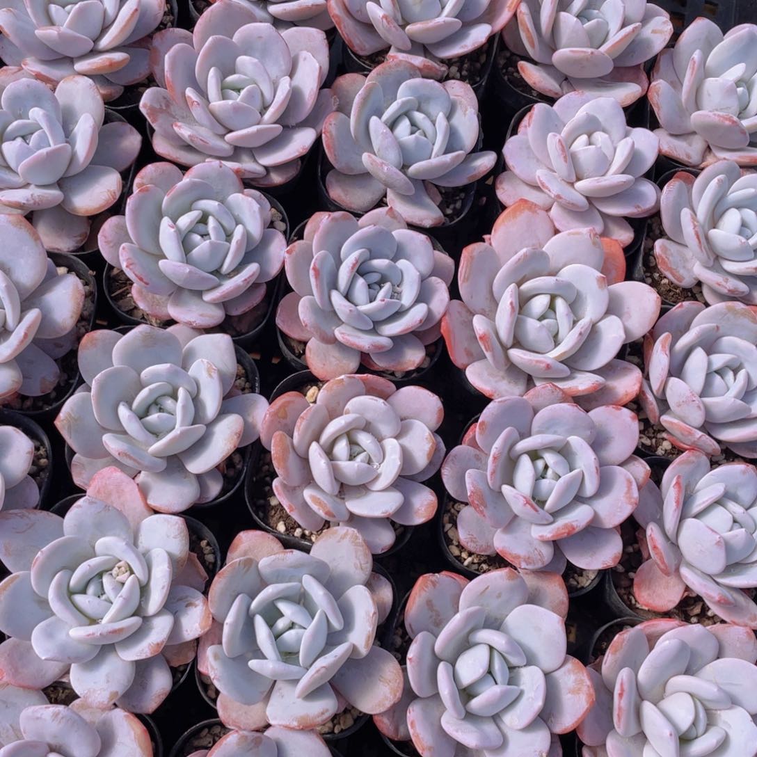 量拍63号 粉雪莲单头一个