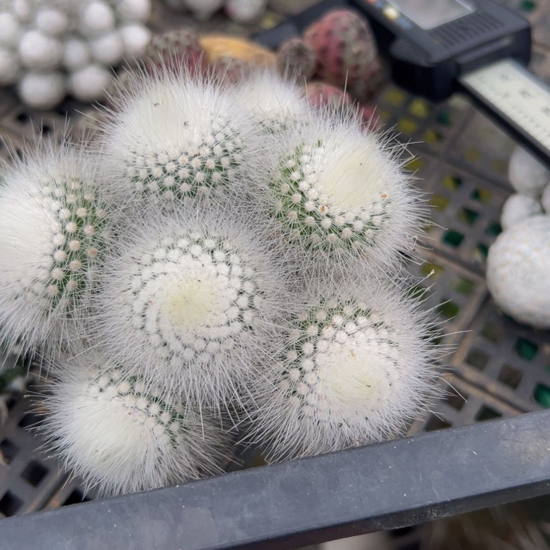 柚**甜白小丁仙人球多肉植物