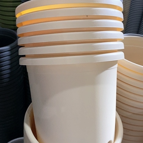 树脂四季4号6个无托米黄