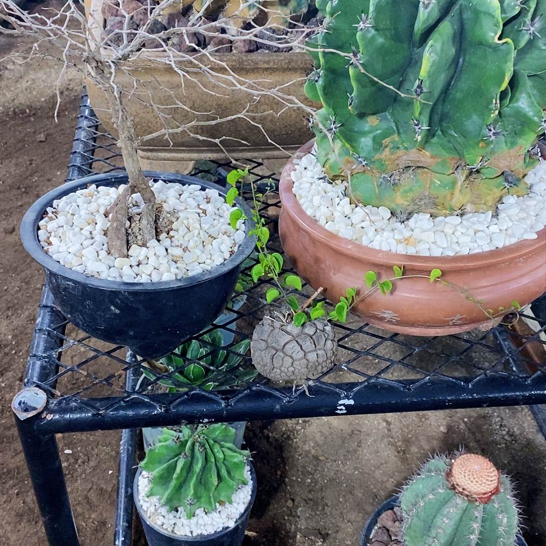 鱼**鸟00000000000000000