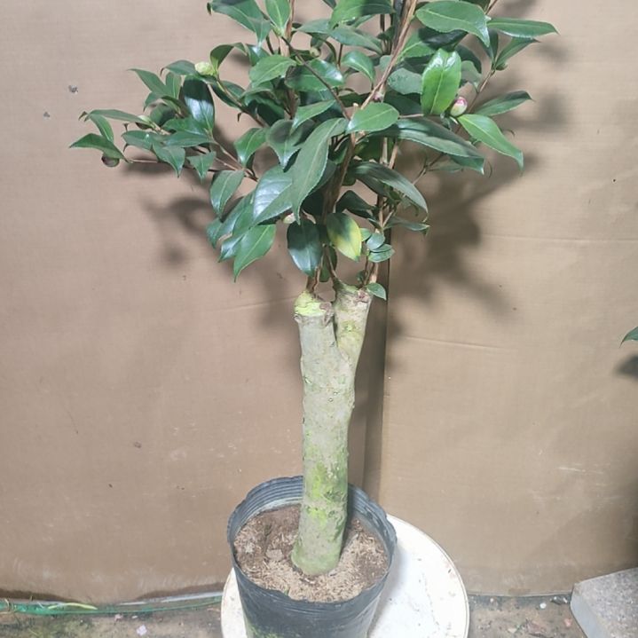 365三品，原盆原土发货，不包邮