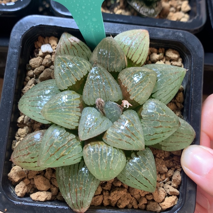 香瓜岛一物一拍带盆