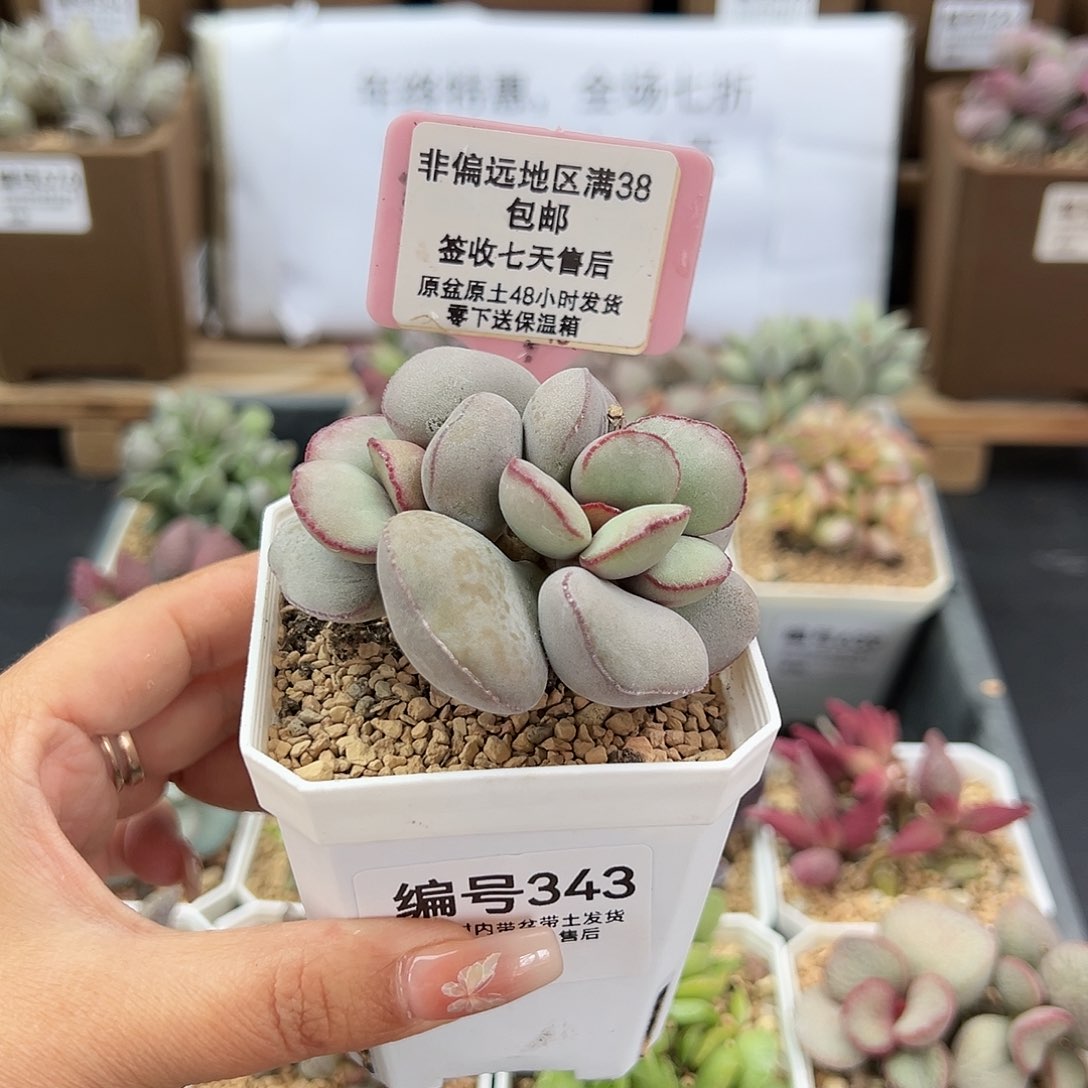 343白肌红蛋多肉植物