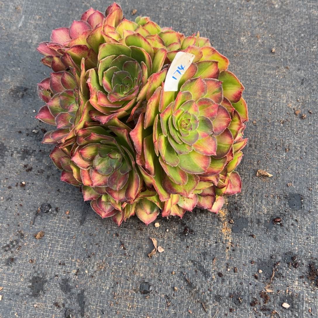 174龙鳞无根多肉多肉多肉