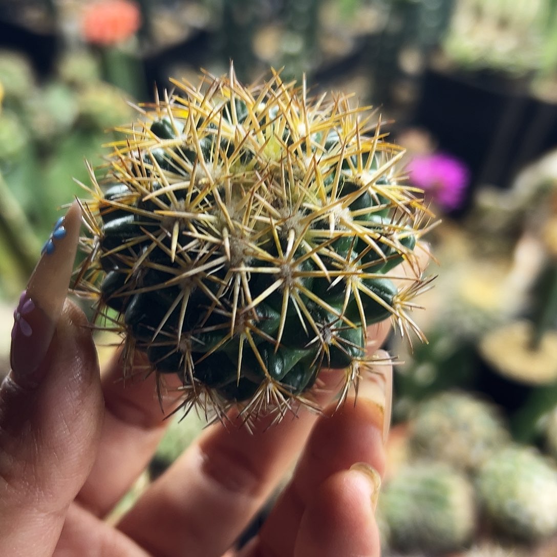 风华仙人球11111111111