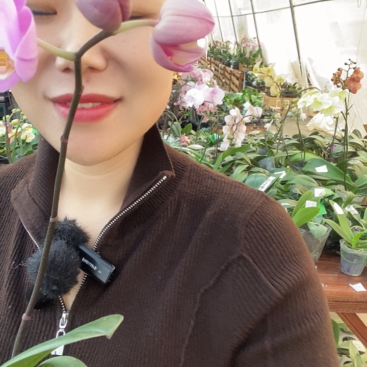 无花朵蕾丝安娜蝴蝶兰