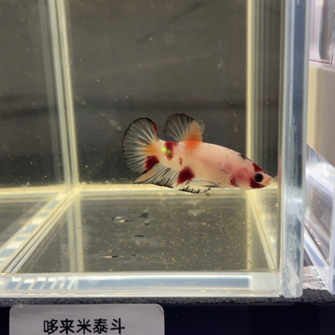 斗鱼12.4 koi将军公 045