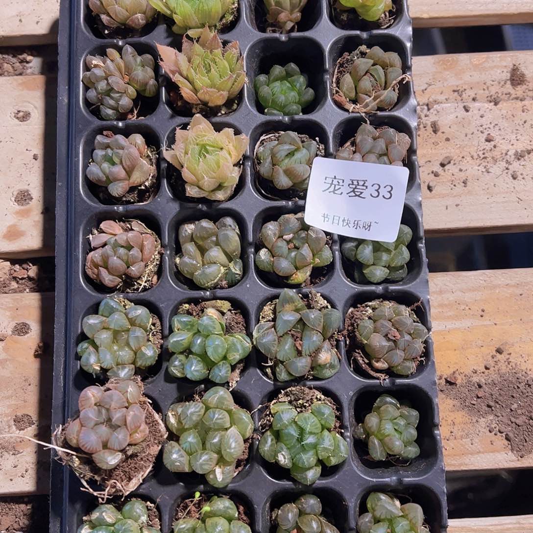 直播福利一物一拍不售后33