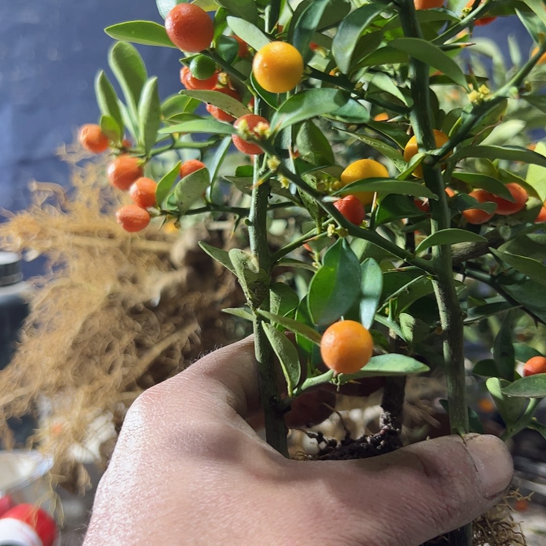 逸****@趣味把玩diy小苗