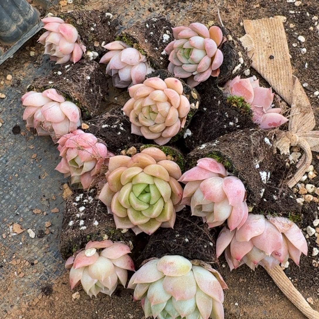 24-42绿姬糖心三十颗量拍侧门右一右二