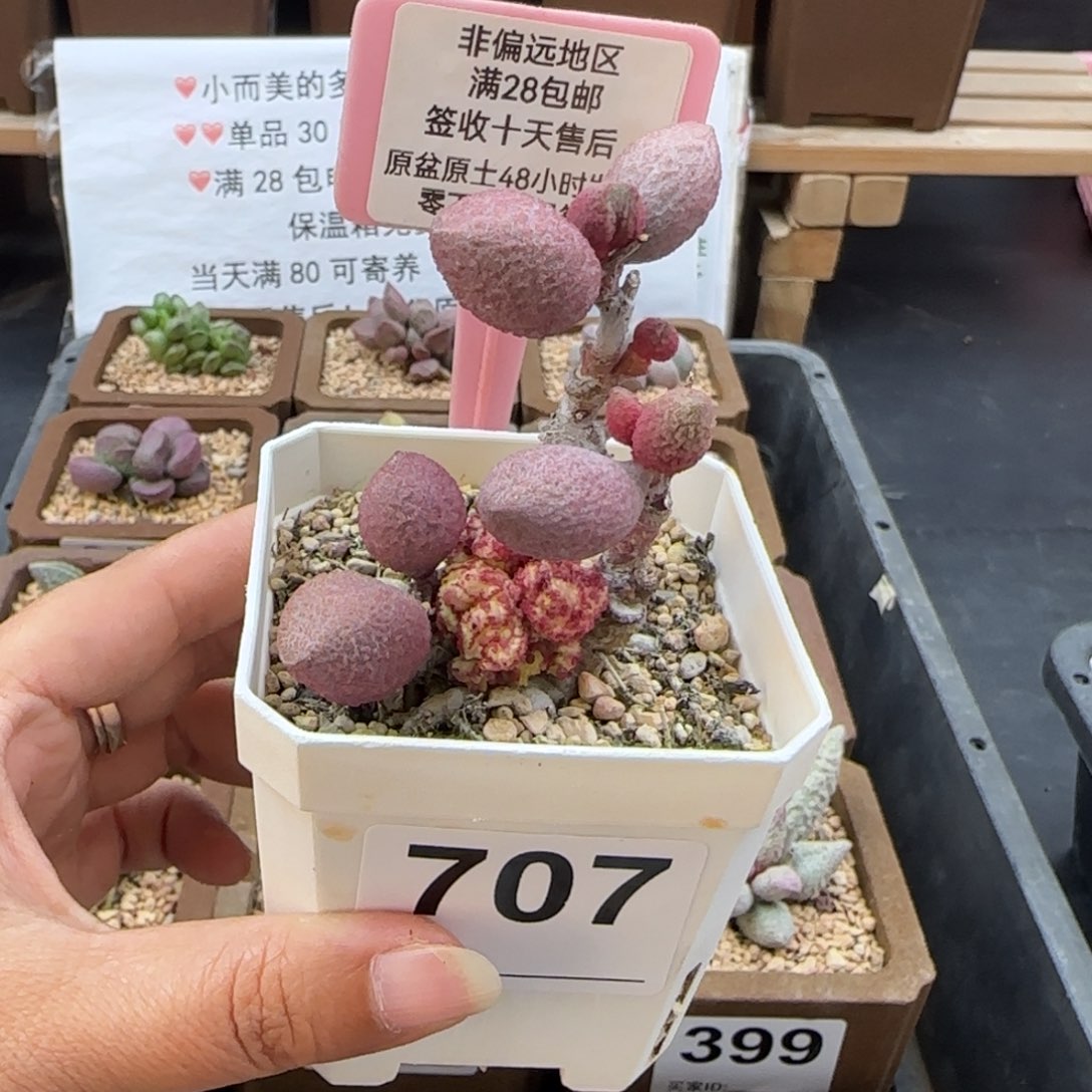 冰***酱707服部坠化多肉植物