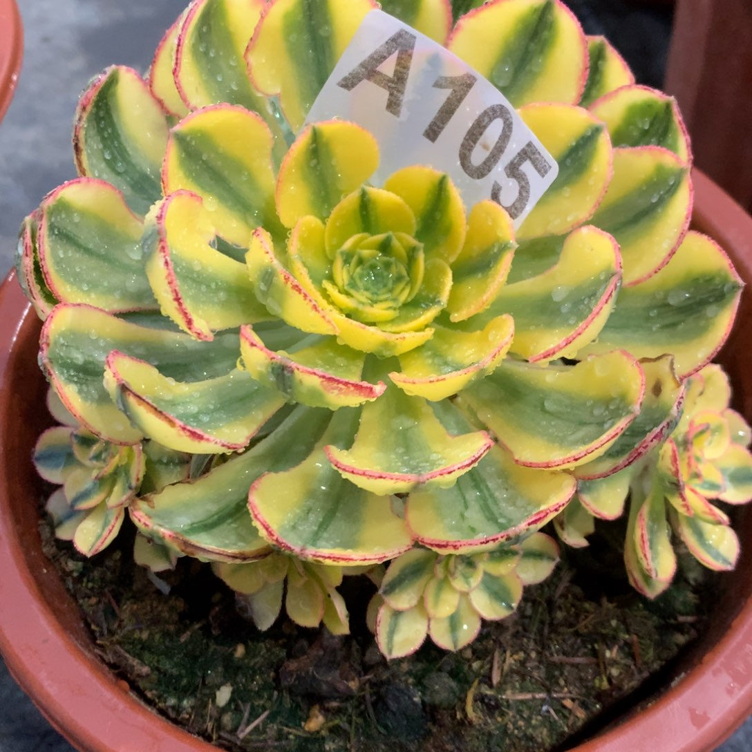 紫砂茶杯哲**妈A105太阳神68福利福利福利