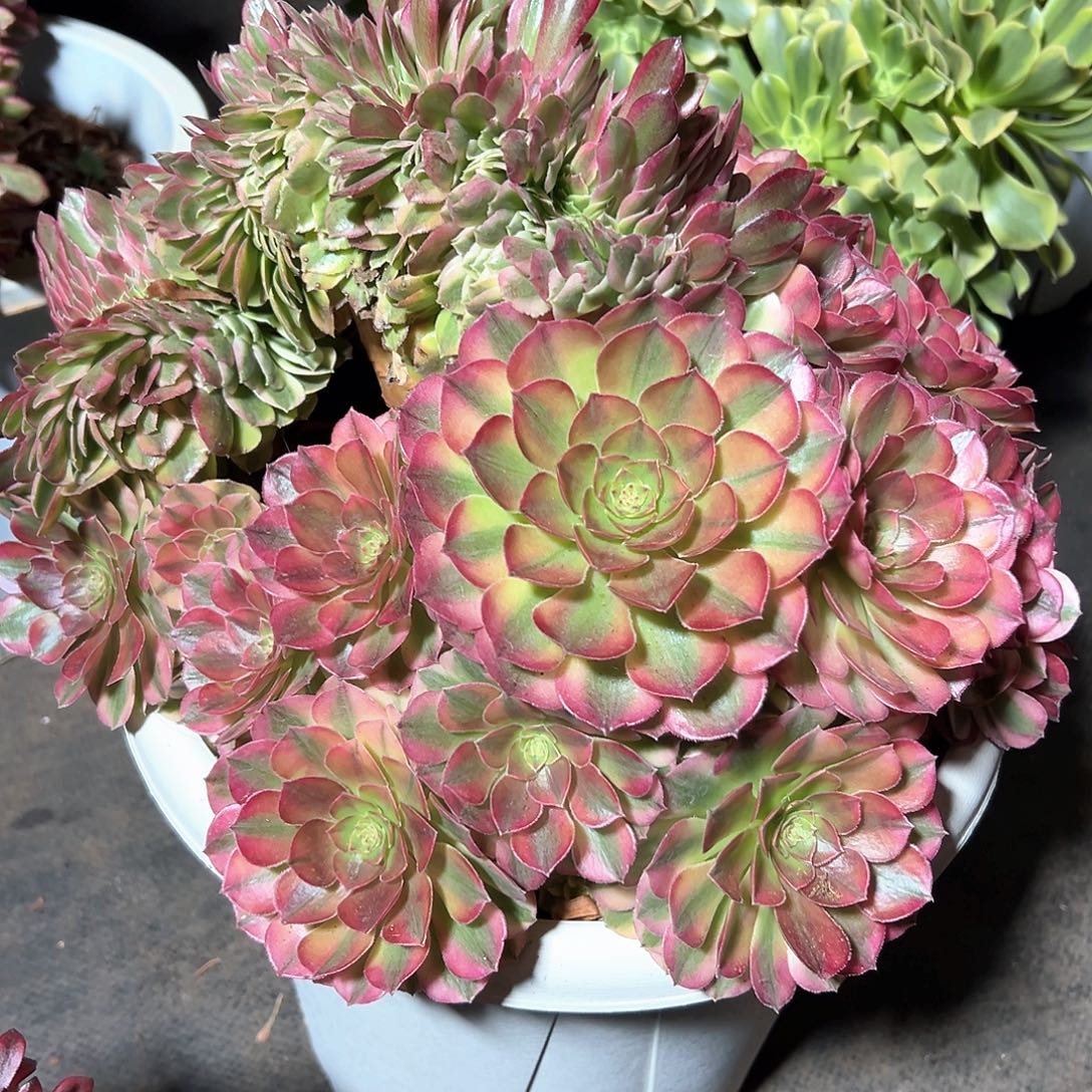 轮回缀化老桩朵缀众星捧月