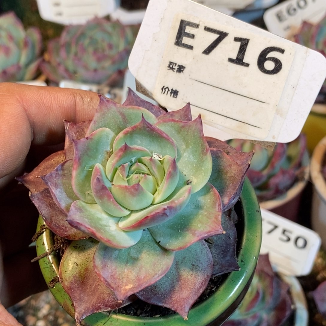 惊鸿一瞥716号楼