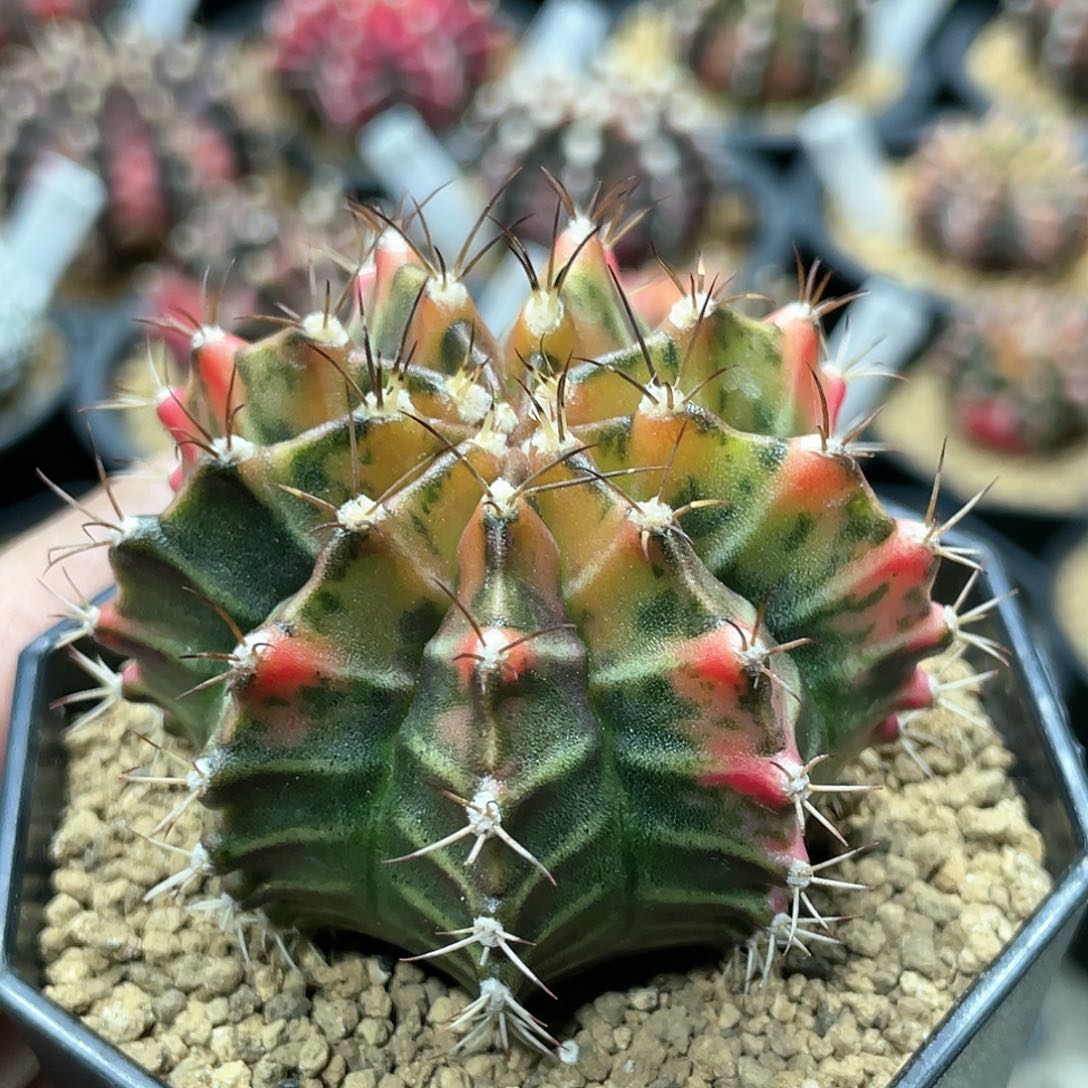 泰系实生根，乌贼