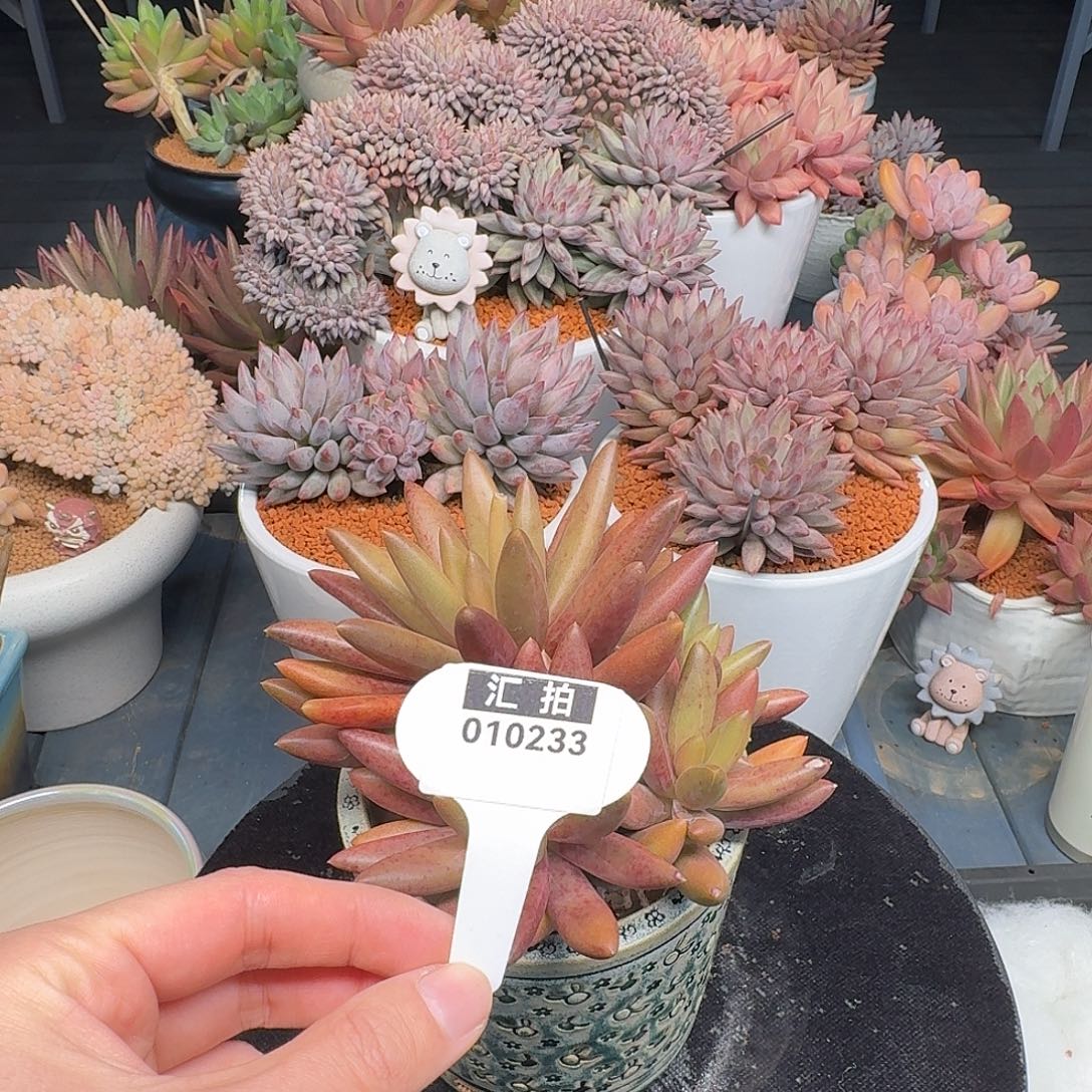 精品多肉植物010233