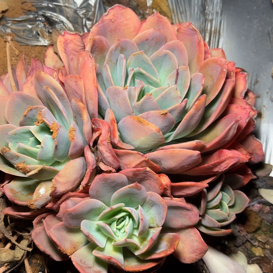 绮罗多头手捧一棵发货