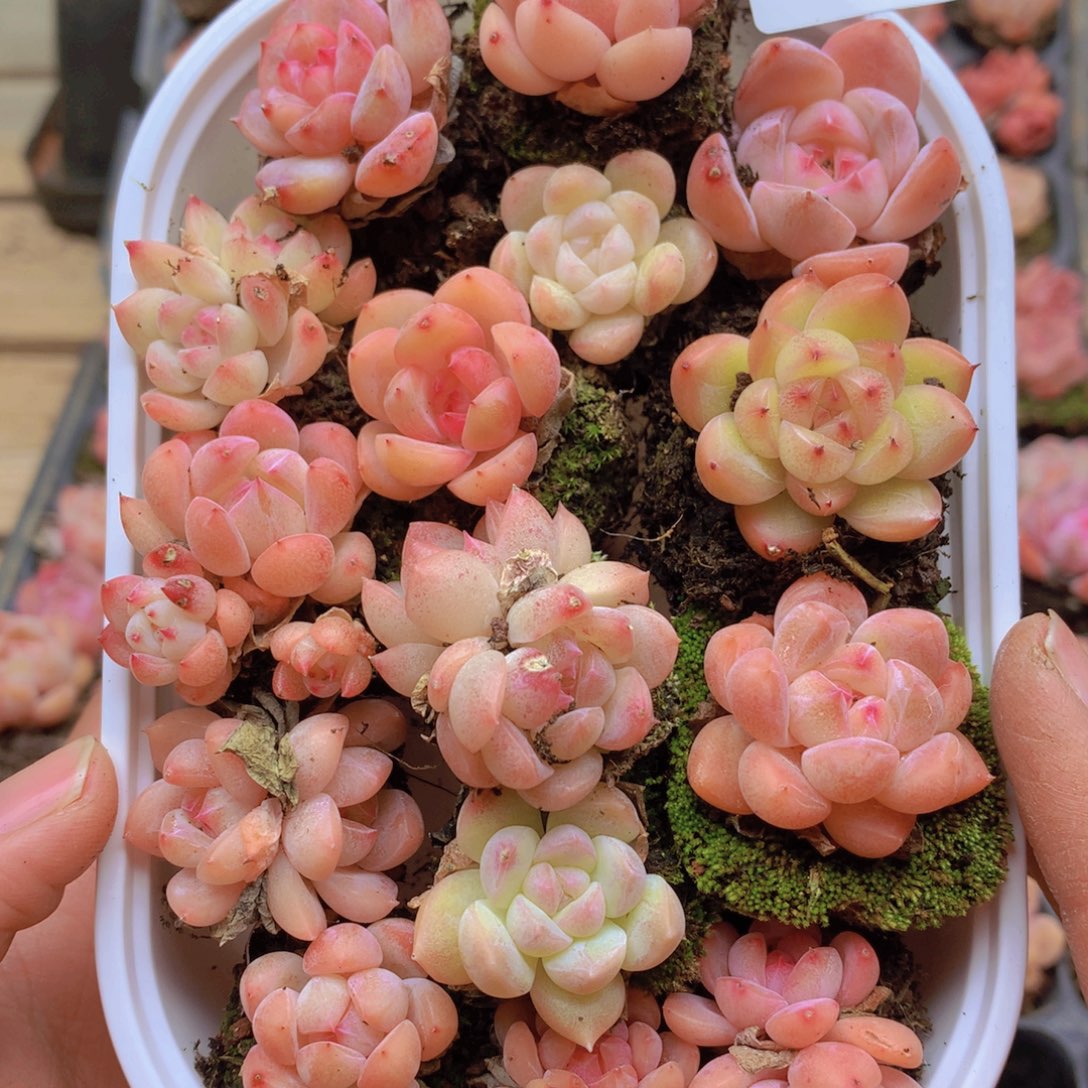 我要去买东西吃了再来012