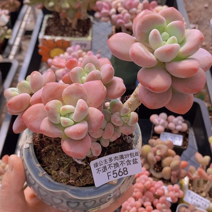樱花洛神568多肉植物
