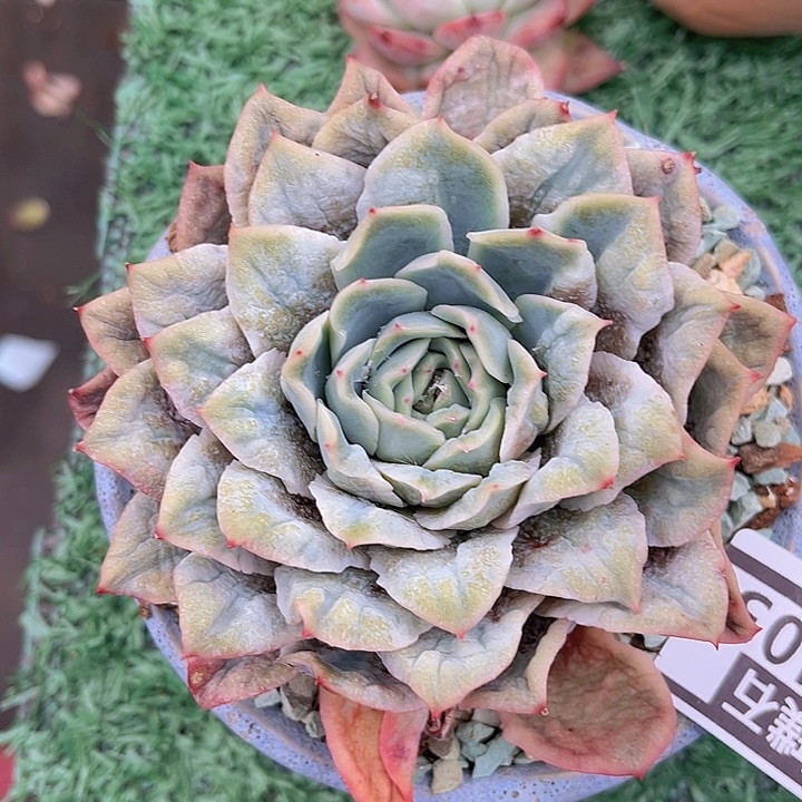 泡泡纱裙25103多肉植物