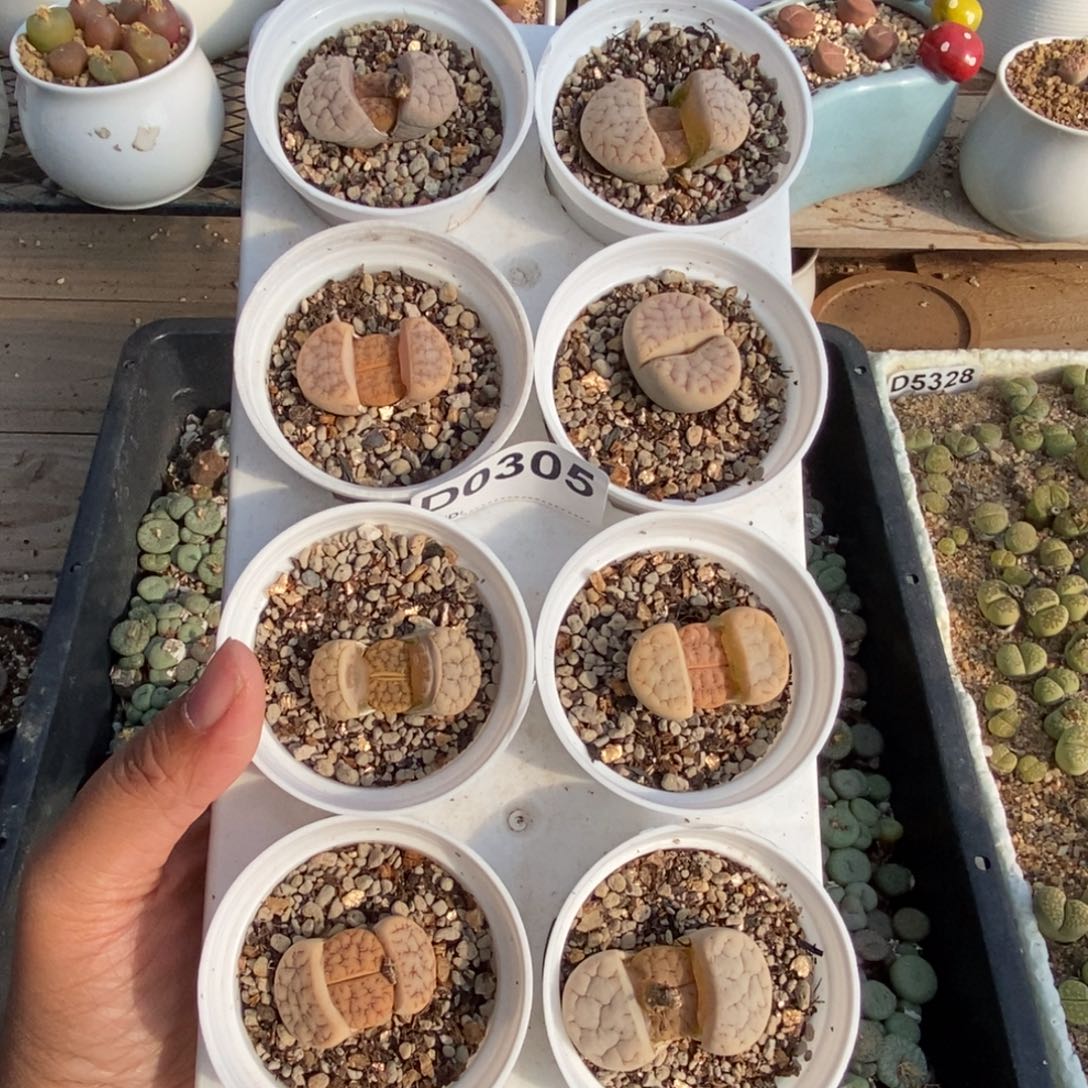 0305 八棵荒玉母本