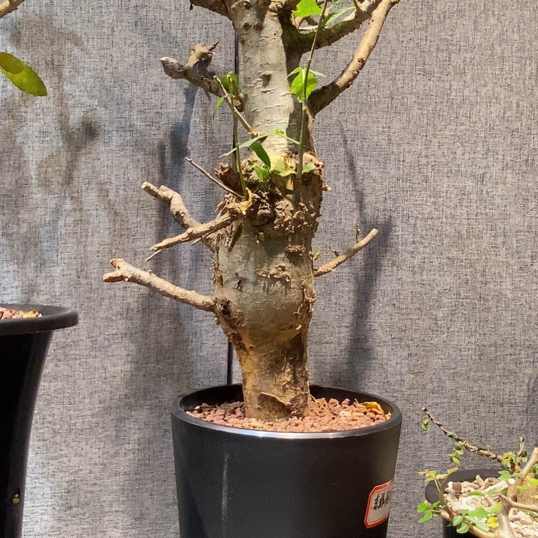 东非玛丽熟桩一个