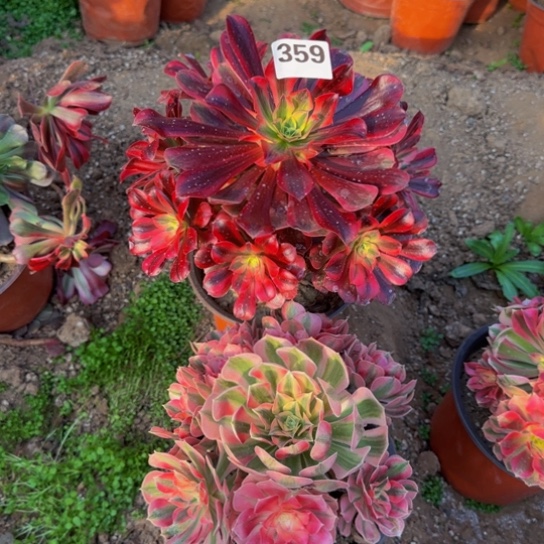 法师2棵10号棚359