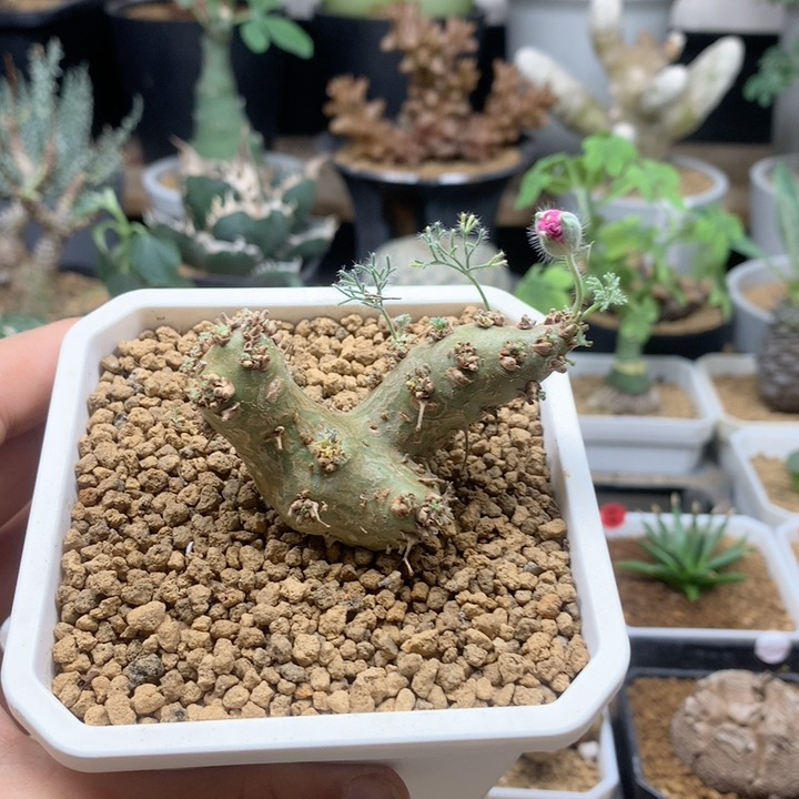 白皮月界母本带盆