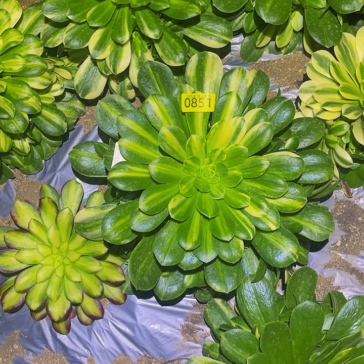 0851五彩琉璃多肉植物