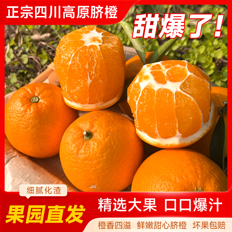（正宗雷波脐橙）爆甜多汁 果园采摘 现采现发