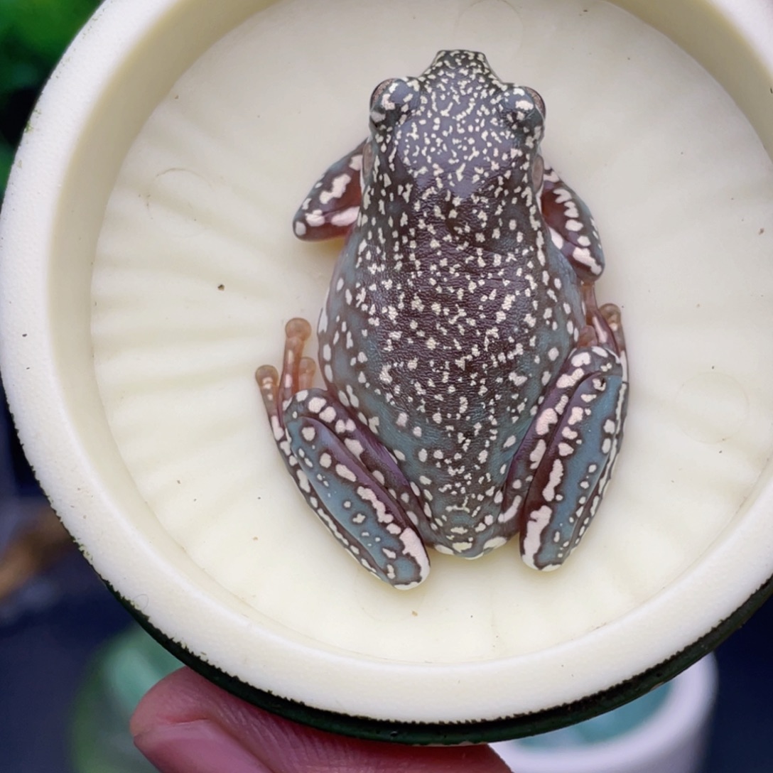 老爷树蛙7号顶级暴雪蓝