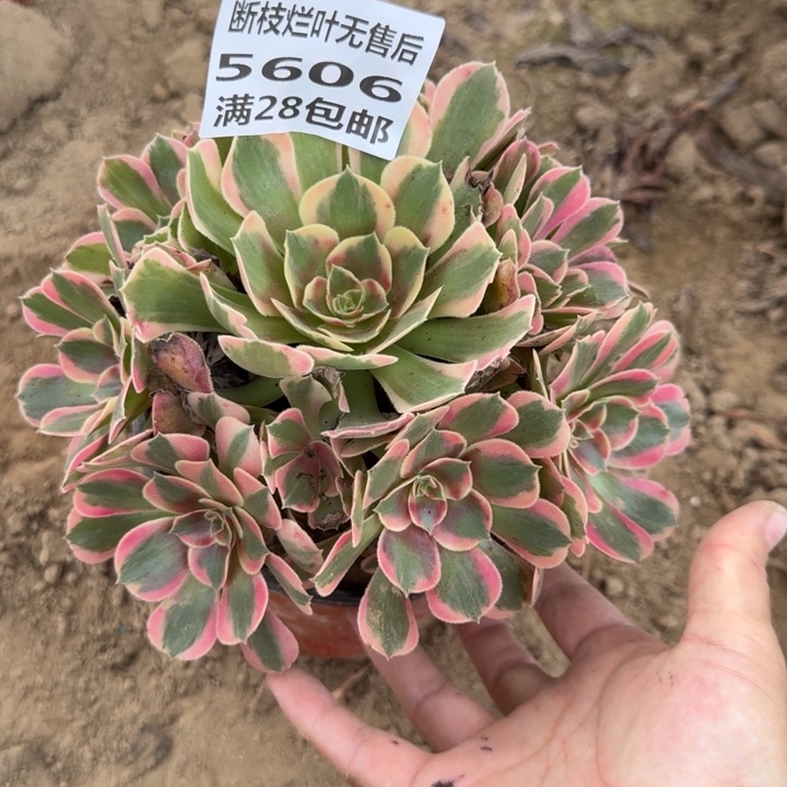 5606二号棚妖月多肉C