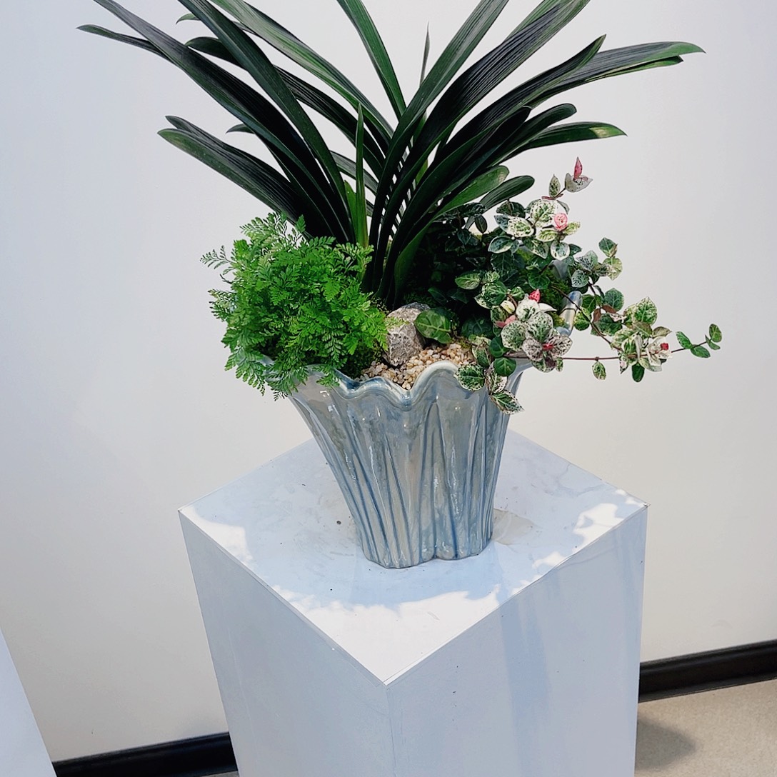 无花朵高端盆景一物一拍